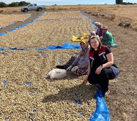 Meriç topraklarında altın değerinde hasat dönemi başladı