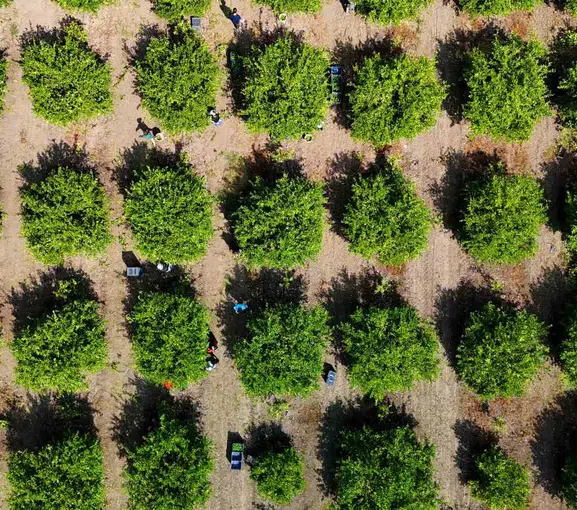 Adana'nın sarı altını limanda bekliyor: Savaş rotaları tıkadı, üreticinin gözü kulağı Ekim'de