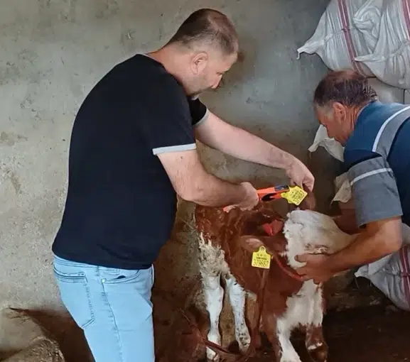 Şırnak'ta ahırlara veteriner eli değdi: Hayvan sağlığı için seferberlik