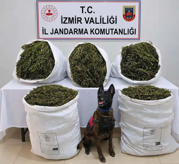 Tire'deki operasyonun bilançosu ağır oldu: Tonlarca uyuşturucu madde ele geçirildi