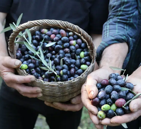 Artvin’in sarp yamaçlarında cambazlık mesaisi: 12 metrelik merdivenlerde Butko hasadı