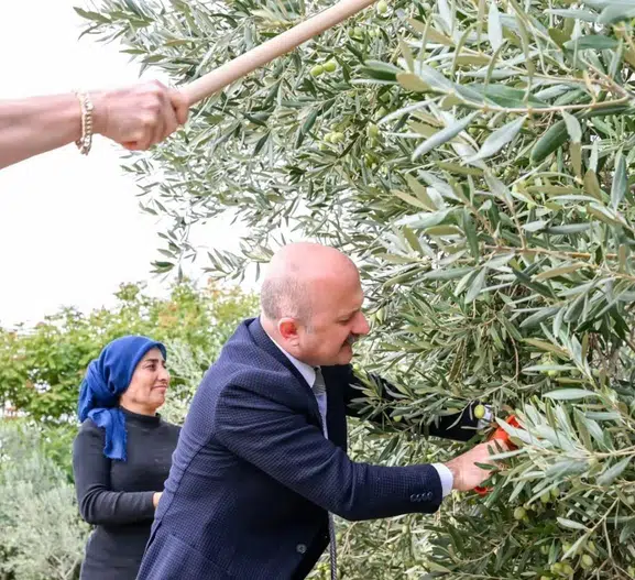 Vali Varol zeytin bahçesinde: Kadın üreticilerin hasat mesaisine katıldı
