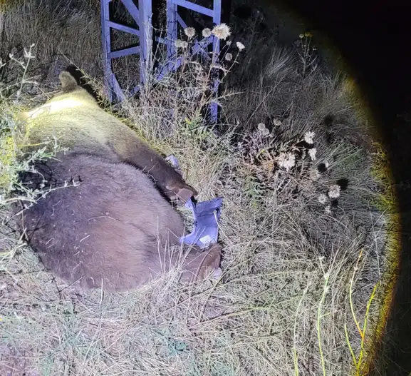 Tunceli kara yolunda gece yarısı dehşeti: Yola çıkan ayıya çarptı