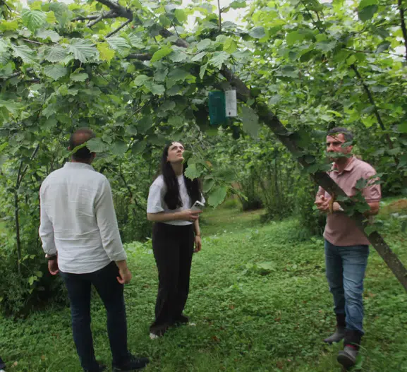 Karadeniz'in tarım arazilerinde dijital nöbet: İstilacı böcekler artık siber ağlarla izlenecek