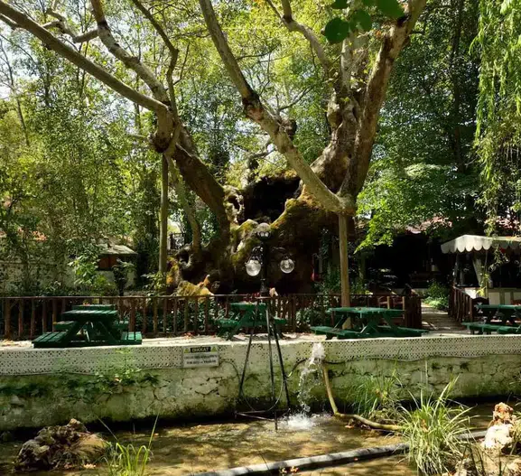 Muğla’daki 854 yıllık çınar ağacı devlet korumasına alındı