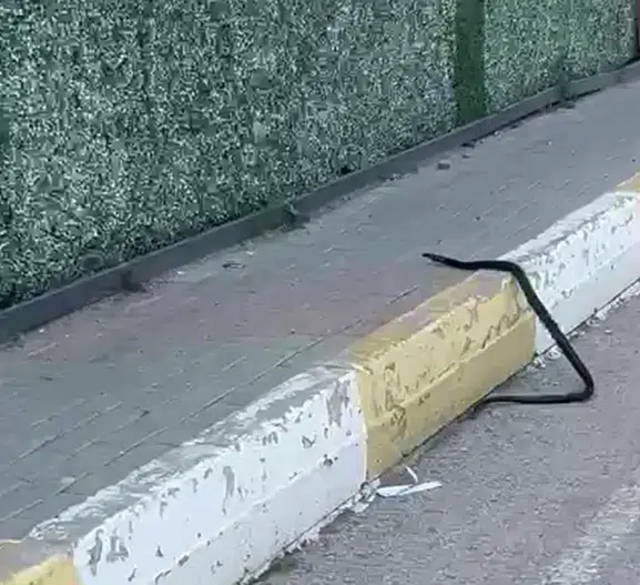 Şırnak sokaklarında boy gösteren yılan mahalleliyi sokağa döktü