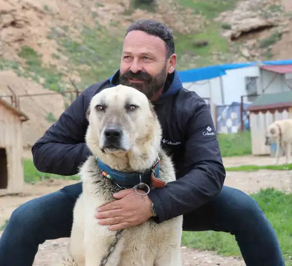 Sivasın dengesiz havası Kangal köpeklerinin dengesini bozdu