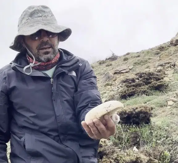 Erzincan dağlarında yetişen çaşır mantarı fiyatıyla şaşırtıyor