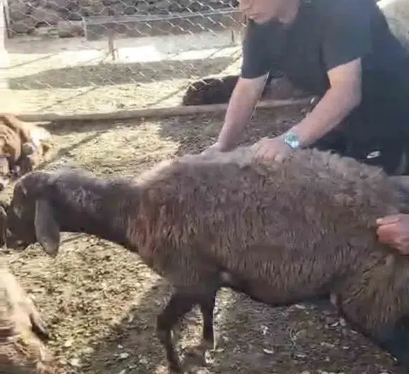 Elazığ’da bir gecede 16 koyun kayboldu
