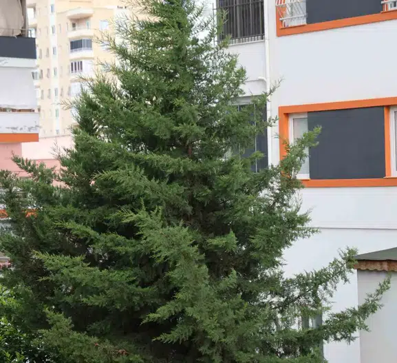 Adana kuzeyinde fırtına çatıları uçurdu ve seraları vurdu