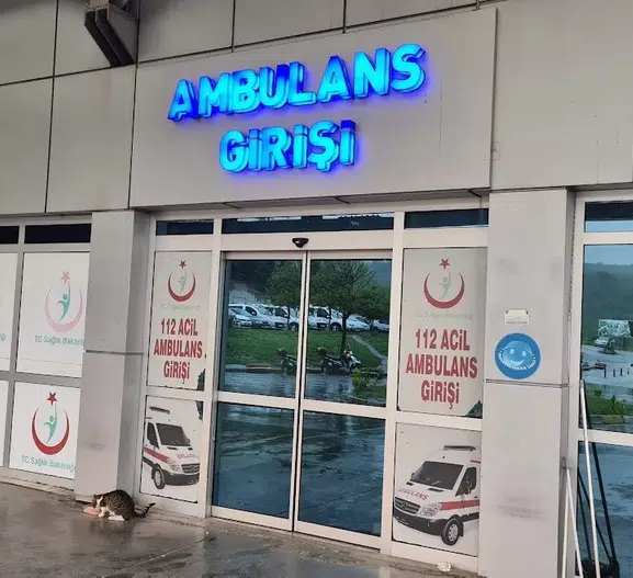 Zonguldak'ta ıhlamur toplarken ağaçtan düşen kadın yaralandı