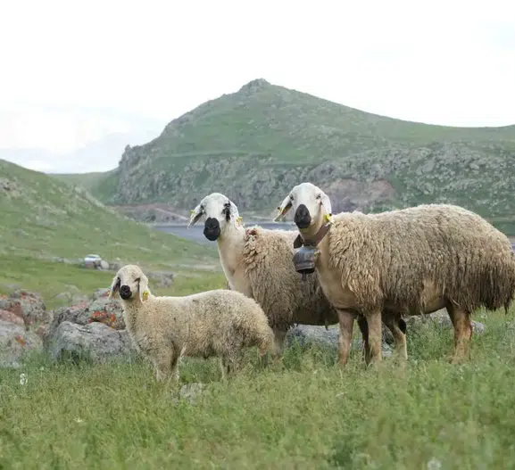 Niğde’de üreticiye 1.2 milyon TL faizsiz kredi desteği