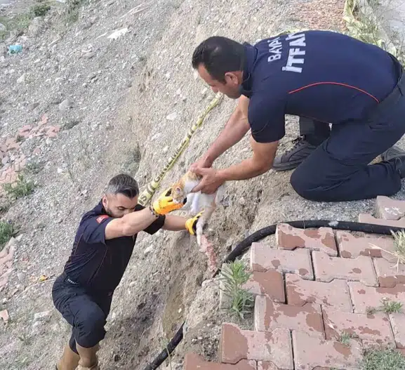 Çorum’da altı metrelik duvardan düşen yavru kedi kurtarıldı