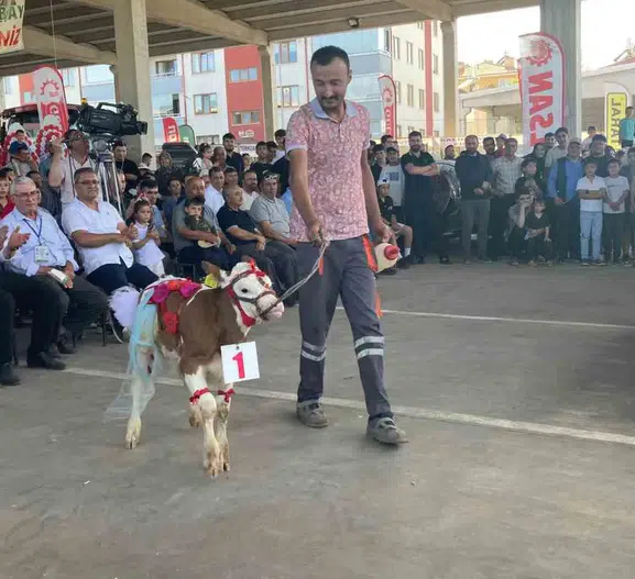 Sultandağı’nda en güzel buzağı belli oldu