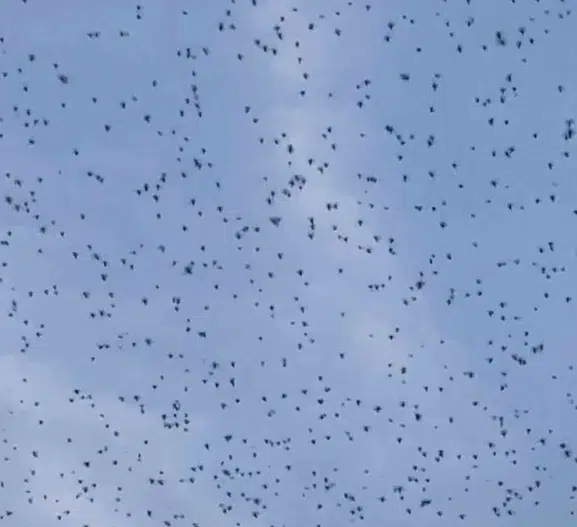 Elazığ’da binlerce böcek aynı anda havalanarak gökyüzünü kapladı