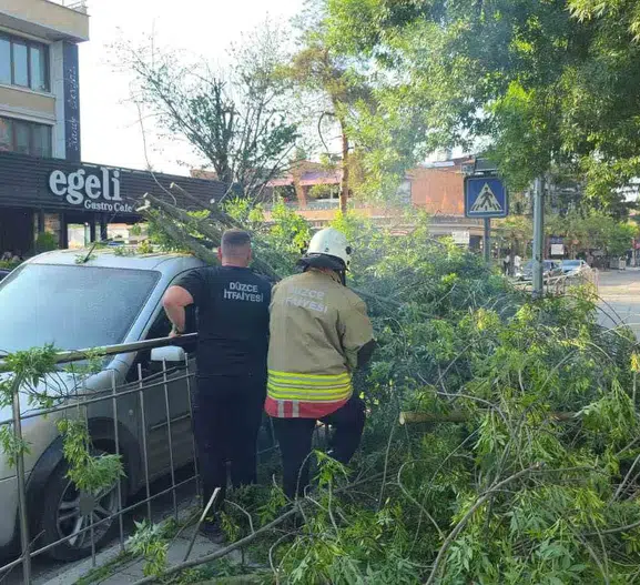 Düzce’de ağaç altında kalan araca hatalı park cezası kesildi