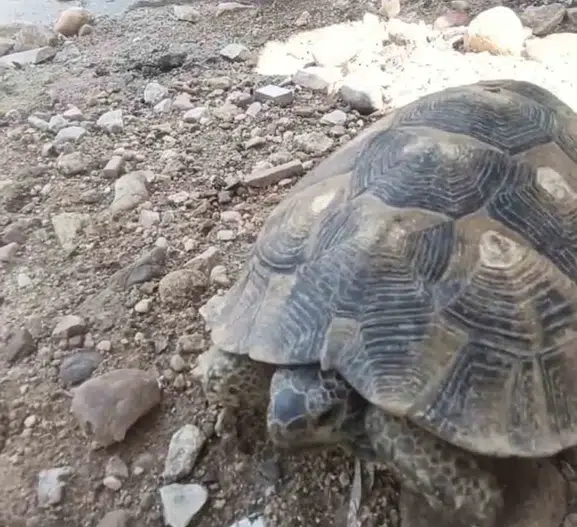 Edirne sokaklarında kaplumbağa ile sohbet eden belediye işçisi