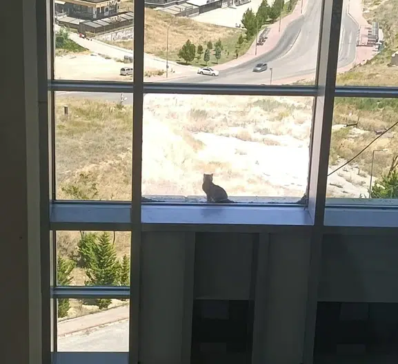 Konya'da 16 metre yükseklikteki kedi mama tuzağıyla kurtarıldı