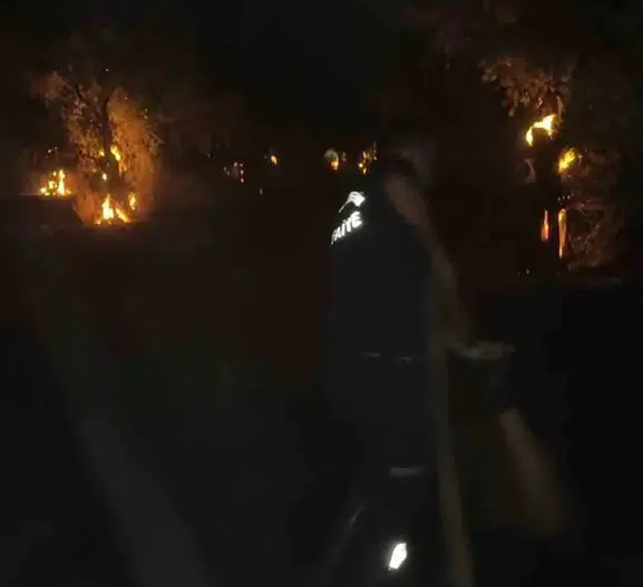 Aydın Efeler'de zeytinlik yangını 200 ağaç yandı