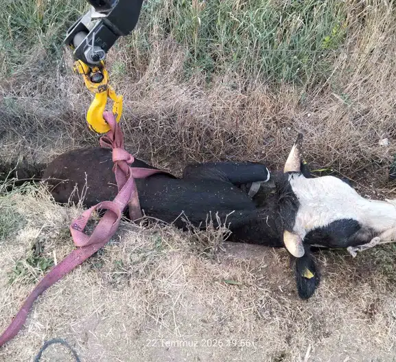 Bolu’da kanala saplanan ineği itfaiye kurtardı