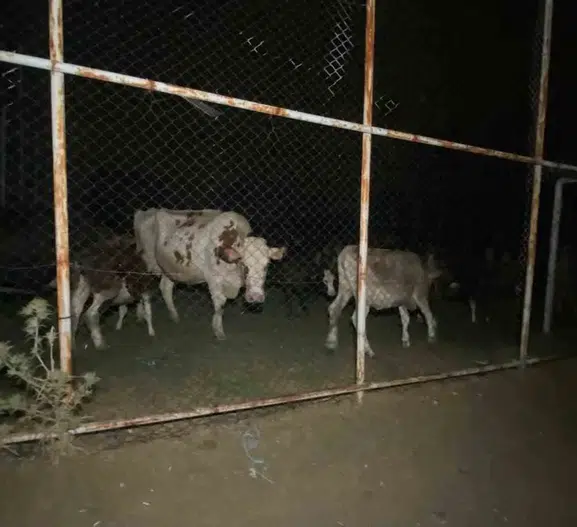 Aydın Çine’de yangın dehşeti Köylüler hayvanlarını halı sahaya sığındırdı