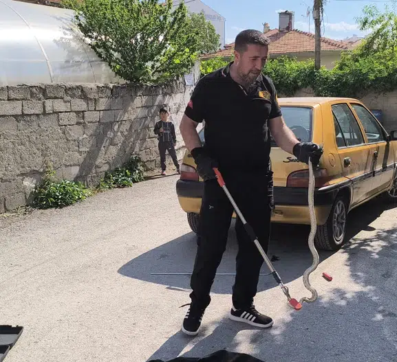 Çorum'da park halindeki otomobile yılan sürprizi