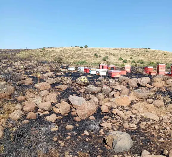 Karakoçan'da alevler arı kovanlarını yuttu