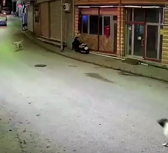 Ordu’da sokak köpekleri skuter süren çocuğu kovaladı