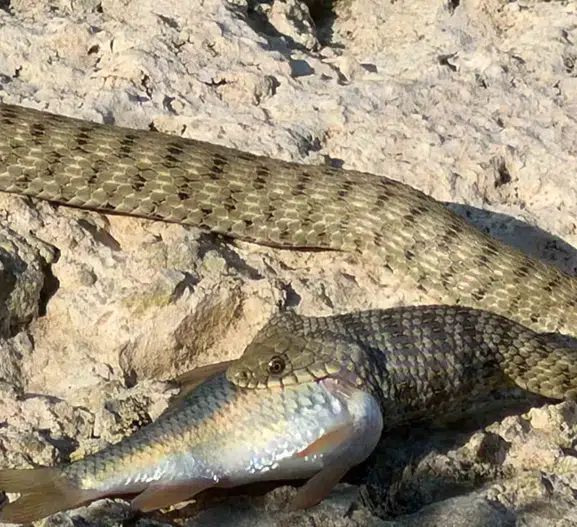 Elazığ feribot iskelesinde doğanın vahşi yüzü görüntülendi