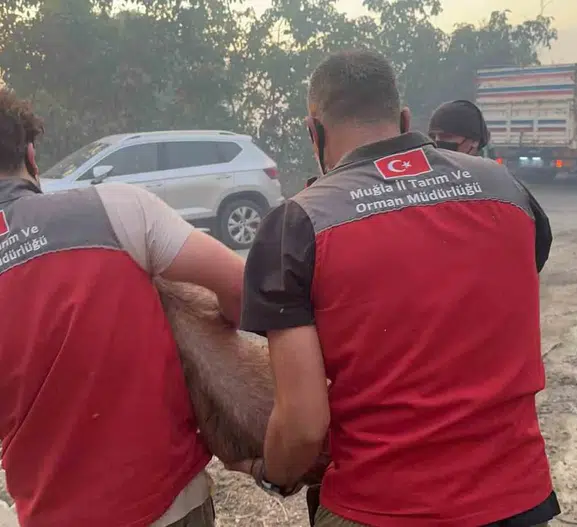 Seydikemer alevlere teslim olurken hayvanlar bölgeden çıkarılıyor