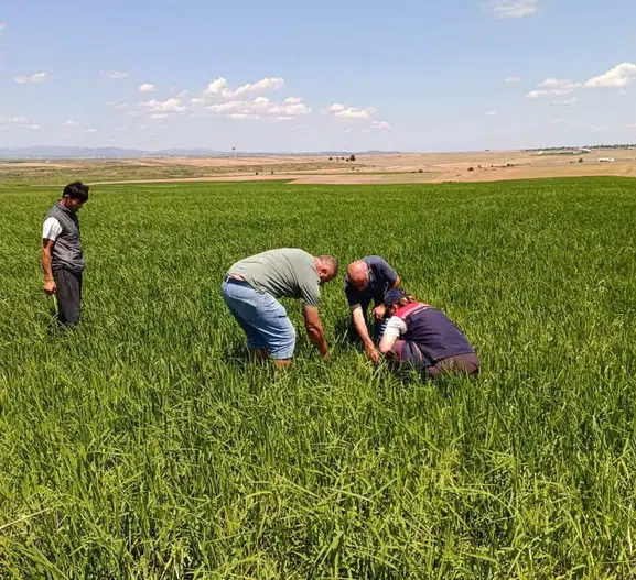 İpsala’da dolu vurdu çiftçinin gözü hasar tespitinde