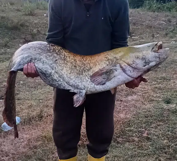 Kırklareli barajında dev yayın balığı heyecanı