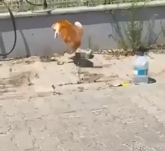 Tekirdağ sokaklarında kedi ve yılanın nefes kesen düellosu