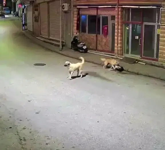 Ordu’da scooter süren çocuğa köpek saldırısı kamerada