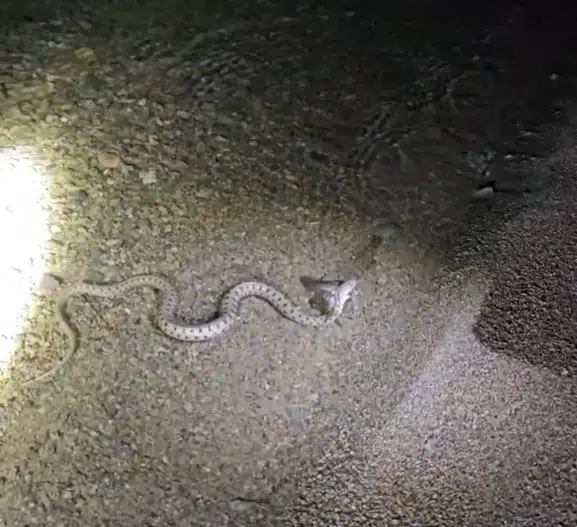 Hazar Gölü'nde gece avı kameralara yansıdı