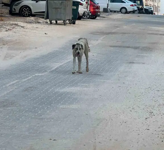 Halfeti sokaklarında korku dolu anlar 3 yaşındaki çocuğa köpek saldırısı