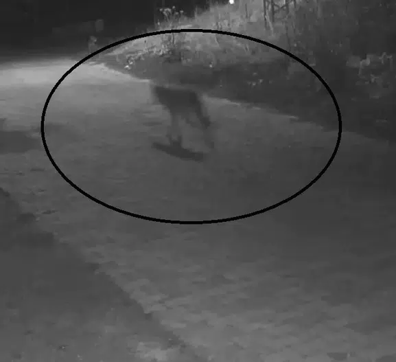 Sivaslı kadının gece çöp macerası kabusa döndü