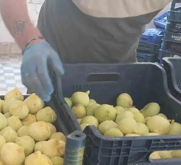 Mersin Mut incirinde büyük kayıp Rekolte üçte bire indi