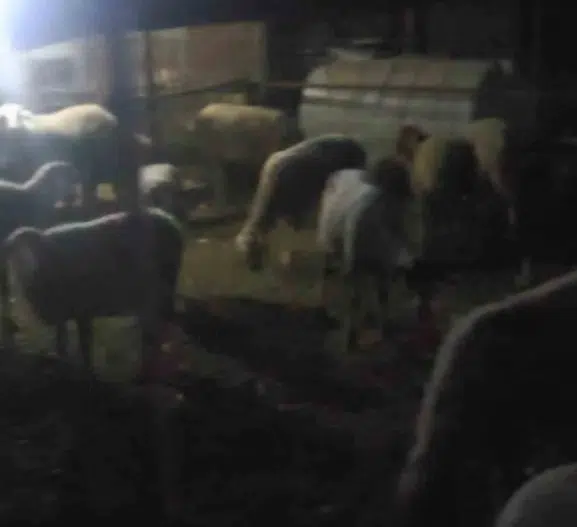 Ağıldan kaçan 50 koyunu jandarma dronla 4 kilometre ötede buldu