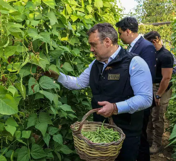 Bilecik’in meşhur boncuk fasulyesinde hasat vakti geldi