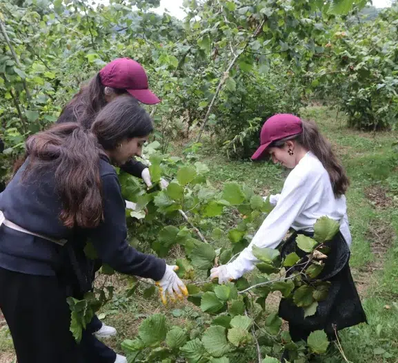 Mardinli gençler Ordu’da fındık hasadı yaparak yeni bir hayatı keşfediyor