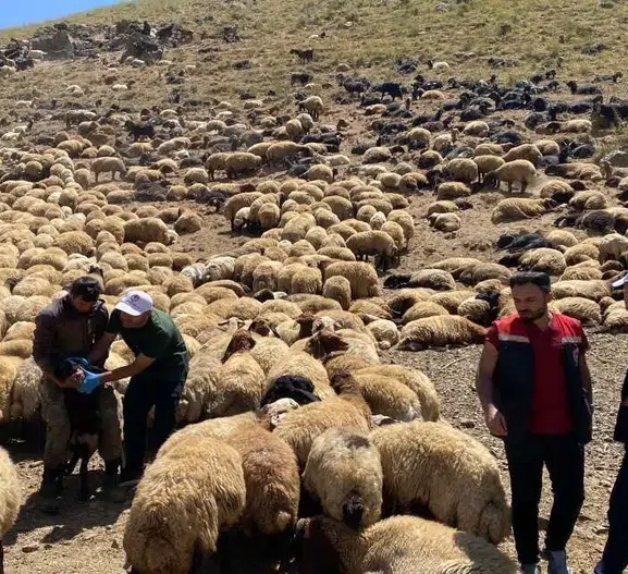 Şırnak yaylalarında sürü sağlığı için kapsamlı saha seferberliği Aşıdan kimliklendirmeye tüm adımlar tamam