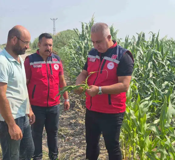 Antakya'nın verimli topraklarında mısır hasadı tüm hızıyla sürüyor