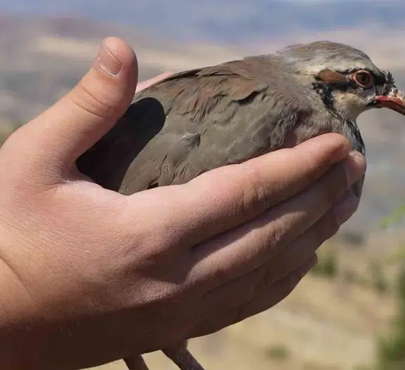 Kırıkkale'de kenelerle mücadele için doğaya keklik salındı