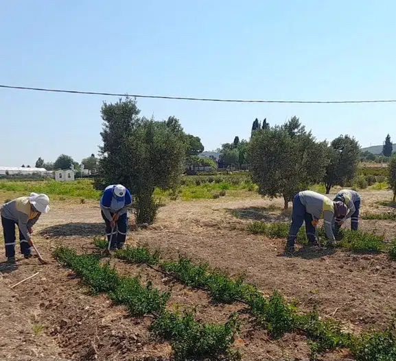 Didim Belediyesi kendi yağını kendi üretiyor