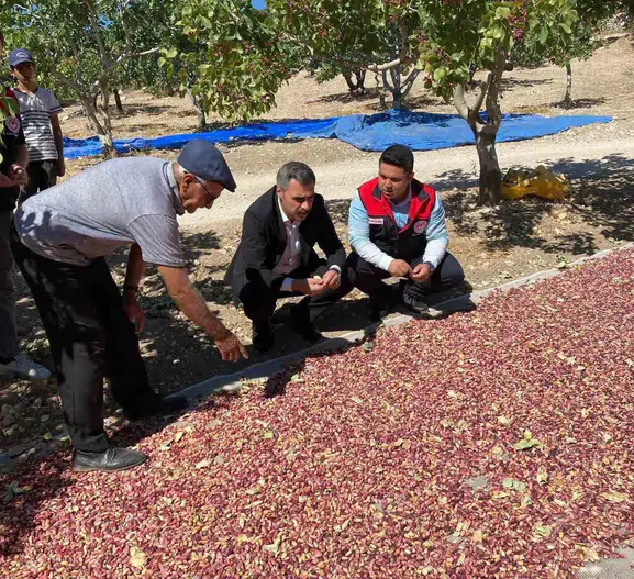 Denizli'nin bereketli topraklarında Antep fıstığı bereketi: Üreticinin emeği kazanca dönüştü
