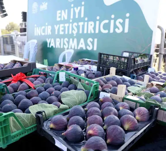 Bursa'nın Siyah İnciri Göl Kıyısında Taçlanıyor: 12. Akçalar Fadıllı İncir Festivali İçin Geri Sayım Başladı