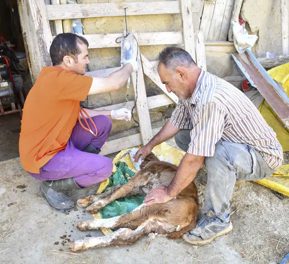 Başkentli üreticinin veteriner masrafı belediyeden: 12,5 milyon liralık can suyu