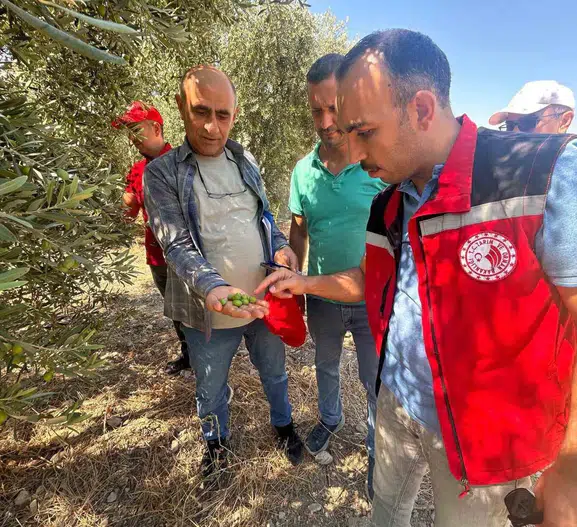 Manisa'nın bereketli topraklarında 2026 hasat rotası çiziliyor: Rekolte sahada şekilleniyor