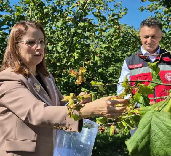 Vali Arslan'ın fındık mesaisi: Kokarca böcekleriyle zorlu mücadele ve rekolte sevinci